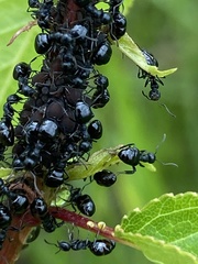 Dolichoderus taschenbergi