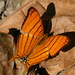 Orange Daggerwing - Photo (c) yakovlev.alexey, some rights reserved (CC BY-SA)