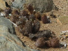 Acanthopsis disperma