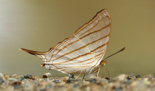 Marpesia berania