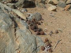 Acanthopsis disperma