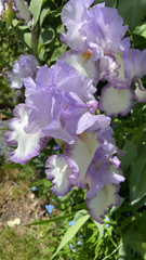Iris × germanica