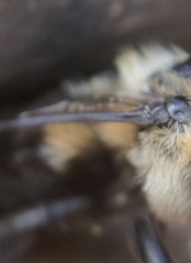 Megachile mucida