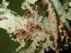 Tremella coppinsii