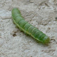 Cosmia trapezina
