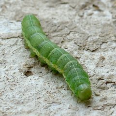Cosmia trapezina