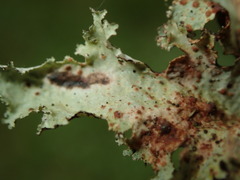 Tremella coppinsii