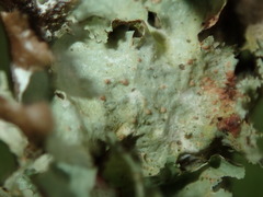 Tremella coppinsii