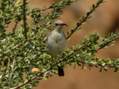 Cinnyris fuscus fuscus