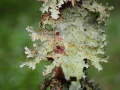 Tremella coppinsii