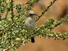 Cinnyris fuscus fuscus