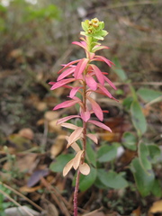 Euphorbia esuliformis