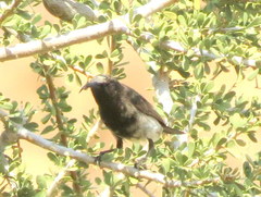 Cinnyris fuscus fuscus