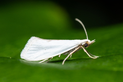 Eucalantica polita
