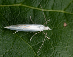 Eucalantica polita
