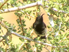 Cinnyris fuscus fuscus