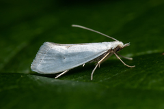 Eucalantica polita