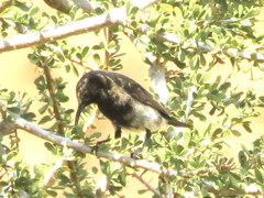 Cinnyris fuscus fuscus