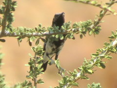 Cinnyris fuscus fuscus