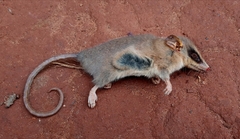 Marsupialia