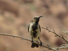 Cinnyris fuscus fuscus