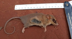 Marsupialia
