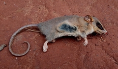 Marsupialia