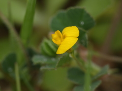 Medicago rigidula