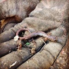 Batrachoseps major major