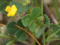 Medicago rigidula
