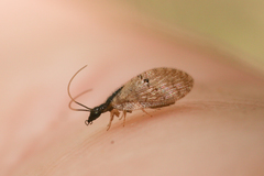 Sympherobius amiculus