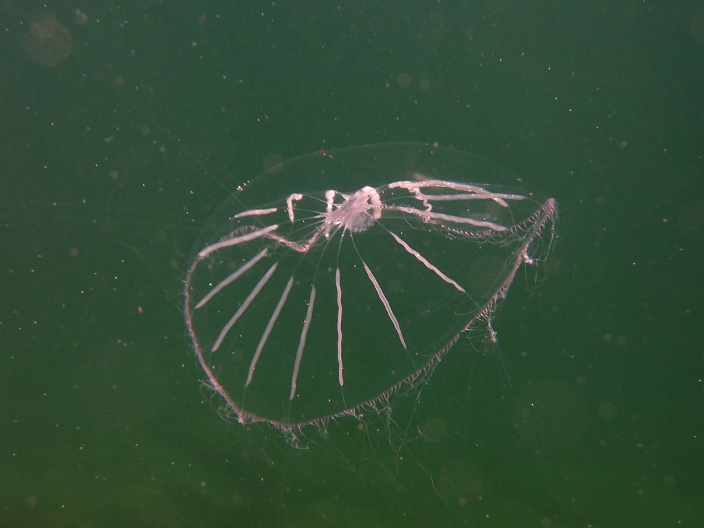 Halopsis