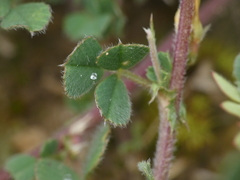Medicago rigidula