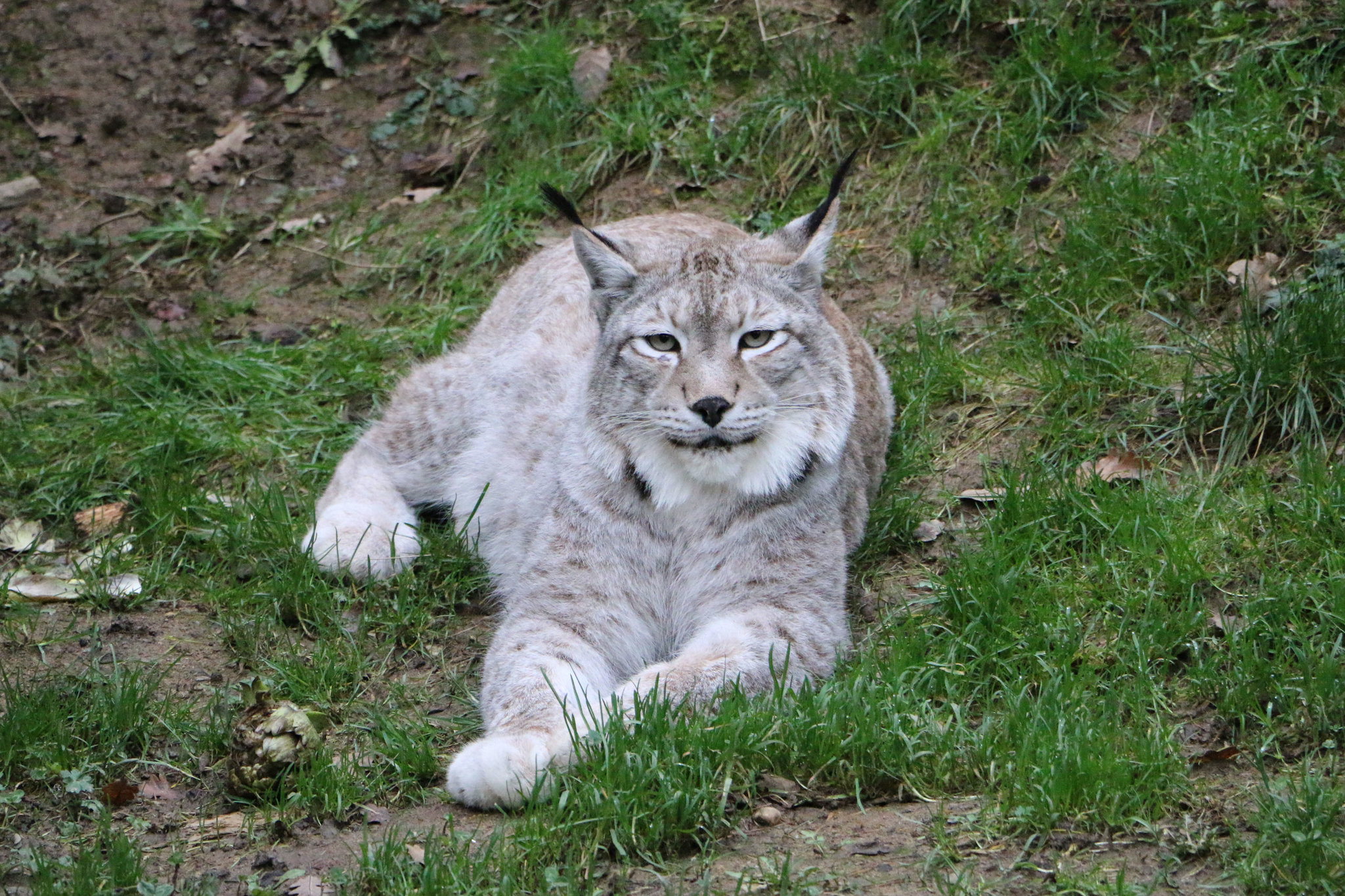 Siberian Lynx (Subspecies Lynx lynx wrangeli) · iNaturalist