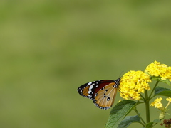 Danaus chrysippus