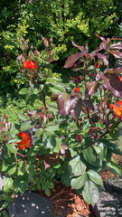 Rosa