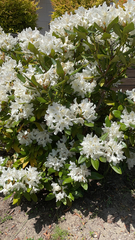 Rhododendron