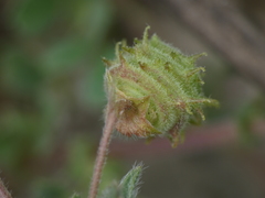 Medicago rigidula