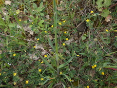 Medicago rigidula