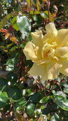 Rosa