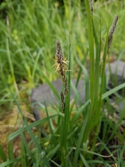 Carex hirta