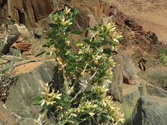 Kissenia capensis