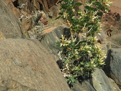 Kissenia capensis