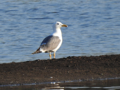 Larus cachinnans