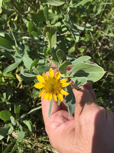 Borrichia frutescens image