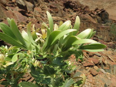 Kissenia capensis