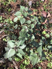 Urtica chamaedryoides