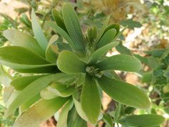 Kissenia capensis