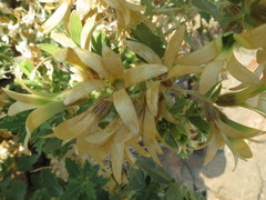 Kissenia capensis