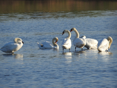 Cygnus olor